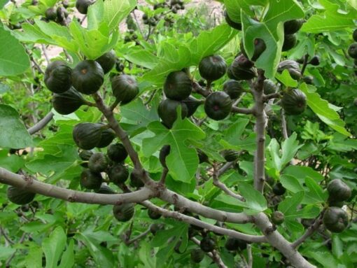 Higuera negra con frutos maduros oscuros y pulpa rojiza listos para cosecha