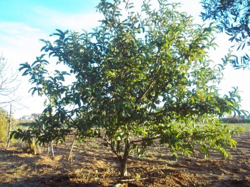 Guayabo con frutos verdes y maduros de pulpa rosada listos para cosechar