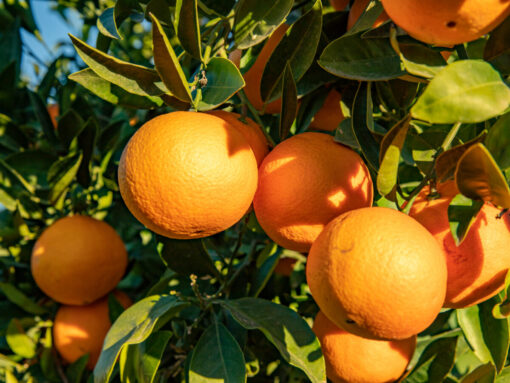 NARANJA VAR. VALENCIANA 3L - Imagen 3