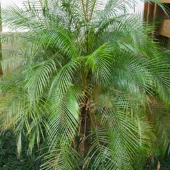 Palmera Coco Wedeliana en maceta decorativa