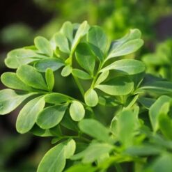 Ruda con hojas verde azulado y flores amarillas pequeñas en maceta