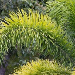 Alternative view of PALMERA WODYETIA BIFURCATA ( COLA DE ZORRO ) 30L