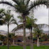 Palmera Dypsi madagascariensis en jardín tropical