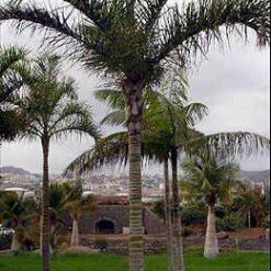 Palmera Dypsi madagascariensis en jardín tropical