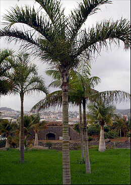 Palmera Dypsi madagascariensis en jardín tropical