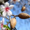 Almendro con flores blancas y frutos secos en cáscara listos para cosecha