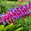 Aechmea gamosepala con inflorescencia rosada y azul sobre hojas verdes arqueadas