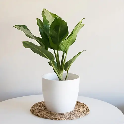 Aglaonema Bahía Plateada con hojas grandes en tonos verdes y plateados