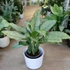 Aglaonema Freedman con hojas verdes y plateadas de gran valor ornamental