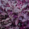 Alternanthera con hojas color púrpura y verdes en cantero de jardín