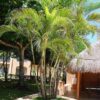 Palmera Areka en maceta blanca