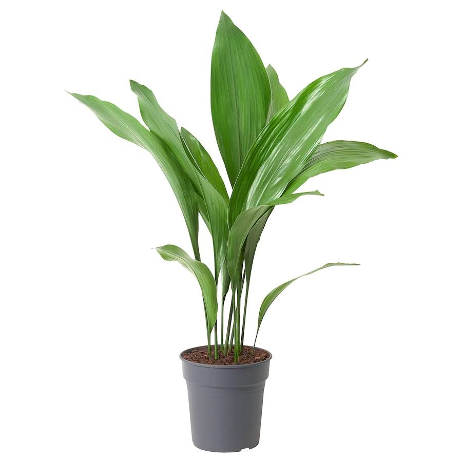 Aspidistra elatior con hojas largas y verdes brillantes en maceta