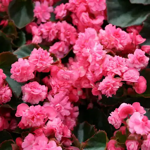 Begonia semperflor con flores rojas y hojas verdes brillantes en maceta