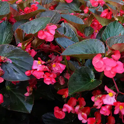 Begonia semperflor con flores rojas y hojas verdes brillantes en macetA