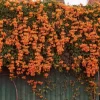 Bignonia venusta en plena floración con racimos de flores naranjas intensas