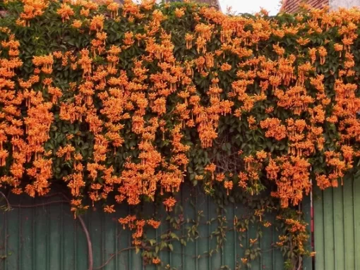 Bignonia venusta en plena floración con racimos de flores naranjas intensas