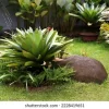 Bromelia Imperial con hojas grandes en roseta verde y tonos rojizos, planta tropical ornamental