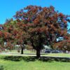 Ceibo en maceta de 4 litros con follaje verde y futura floración roja ornamental para jardín