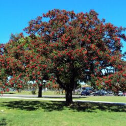 Ceibo en plena floración con flores rojas intensas, árbol nacional de Argentina