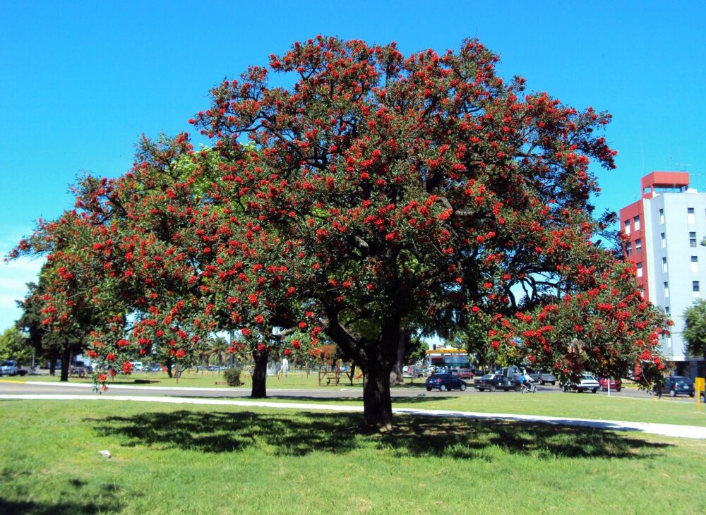 Ceibo en maceta de 4 litros con follaje verde y futura floración roja ornamental para jardín