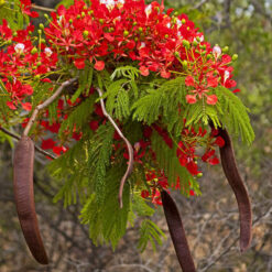 Chivato en plena floración con flores rojas intensas cubriendo su copa