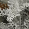 Cineraria marítima con hojas plateadas y aterciopeladas en jardín