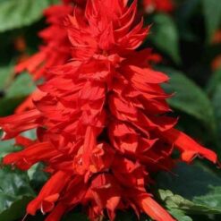 Alternative view of CORAL ENANO M10