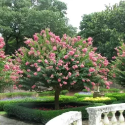 Lagerstroemia o árbol de Júpiter en flor con racimos rosados