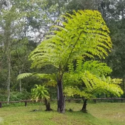 Palmera Caryota con hojas en forma de aleta