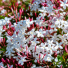 Trachelospermum jasminoides en floración con flores blancas en forma de estrella