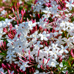 Trachelospermum jasminoides en floración con flores blancas en forma de estrella