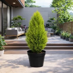 cipres lemon 4l cupressus macrocarpa gold crest conifera verde limon aromatica jardin