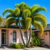 Palmera Cola de Zorro Wodyetia bifurcata en maceta de 30 litros con hojas plumosas verdes para jardín