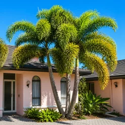 Palmera Cola de Zorro Wodyetia bifurcata en maceta de 30 litros con hojas plumosas verdes para jardín
