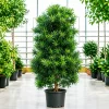 Podocarpus en maceta de 10 litros con follaje verde denso y porte elegante para jardín