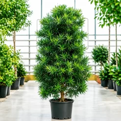 Podocarpus en maceta de 10 litros con follaje verde denso y porte elegante para jardín