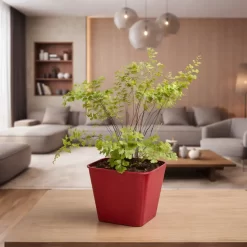 Helecho culantrillo o Adiantum con frondes verdes delicados y tallos negros en maceta