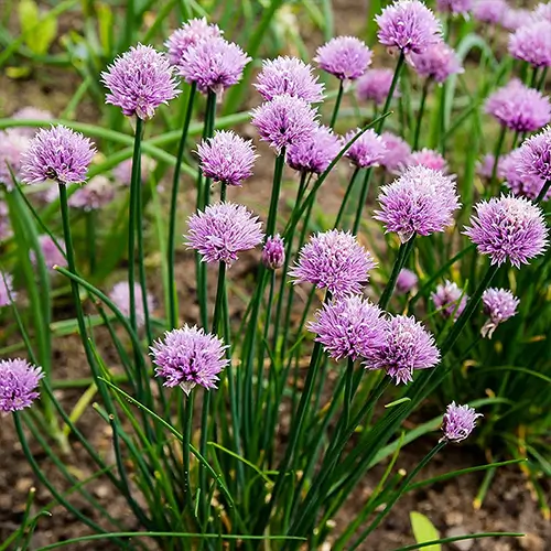 Ciboulette con hojas verdes tubulares y flores lilas en maceta