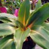 Clorophytum orchidastrum con hojas verdes y nervaduras naranjas brillantes