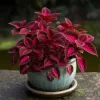COLEUS M12