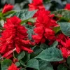Coral enano con flores rojas colgantes y follaje fino en maceta