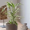 Dracaena sanderiana o bambú de la suerte con tallos verdes en maceta de vidrio con agua