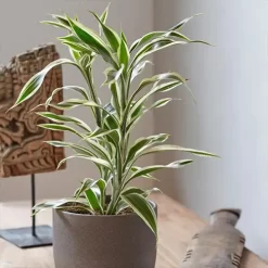 Dracaena sanderiana o bambú de la suerte con tallos verdes en maceta de vidrio con agua