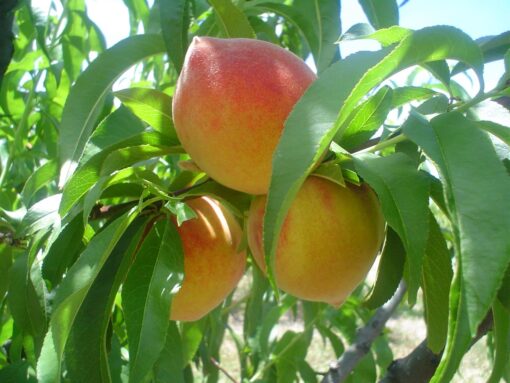 DURAZNO - JUNE GOLD-FLORDAKING-ANIV. INTA 4L - Imagen 2