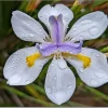 Dietes grandiflora con hojas largas verdes y flores blancas con centro amarillo y violeta