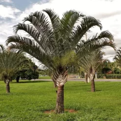 Palmera Dypsis decaryi con hojas dispuestas en forma triangular y tronco grisáceo