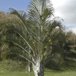 Palmera Mascareña Triangular con hojas dispuestas en forma geométrica