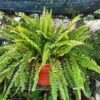 Helecho Iris con frondes verdes largos y brillantes en maceta