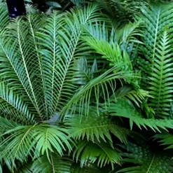 Helecho Blechnum Silver Lady con frondas verdes brillantes y forma de copa