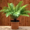 Helecho Blechnum Silver Lady con frondas verdes brillantes y porte tropical